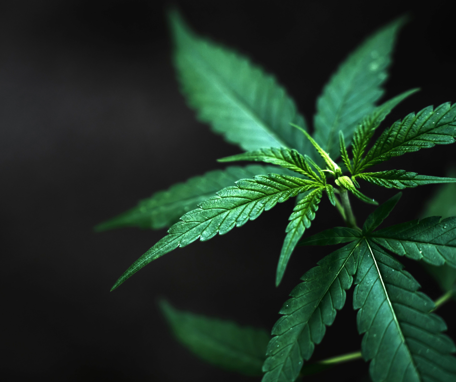 Bringing Marijuana Purchased Legally into Texas